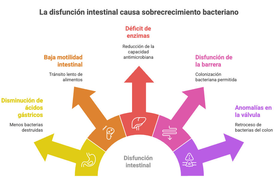 que es sibo y sus causas