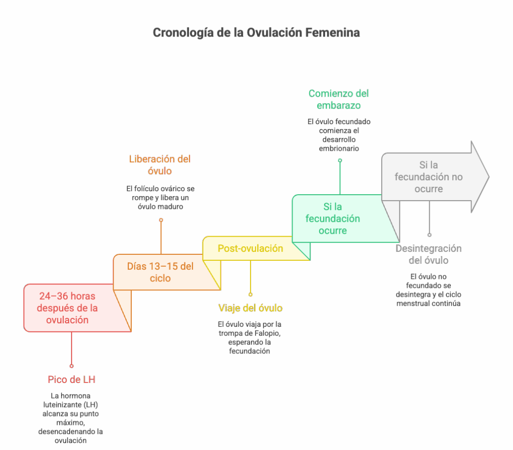 la ovulación de la mujer